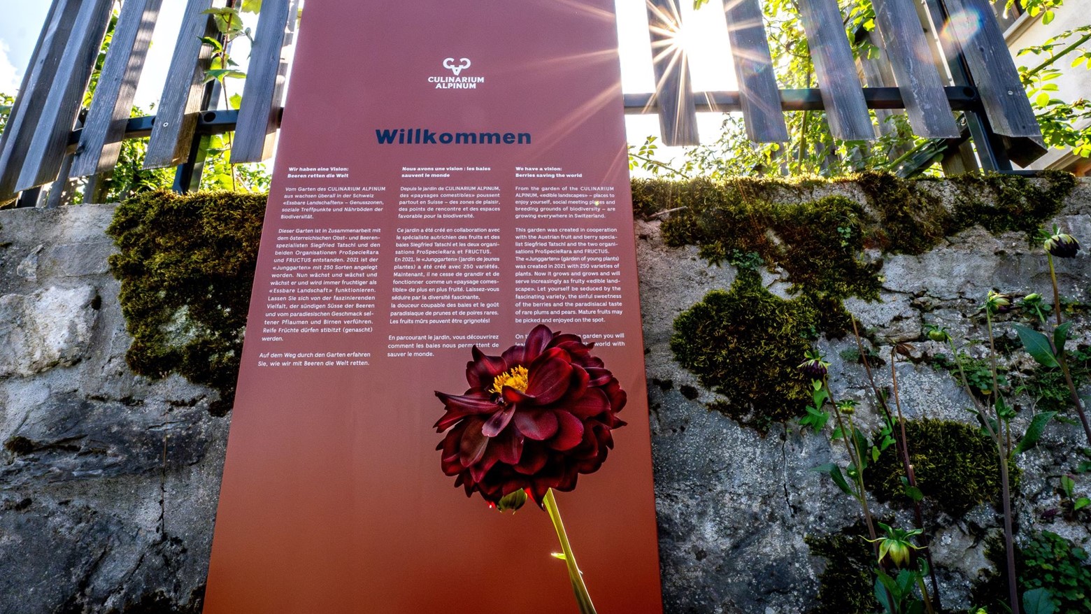 Culinarium (3)